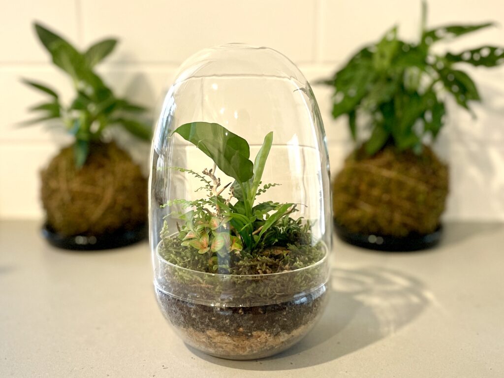 eko lab glass terrarium on a stone bench