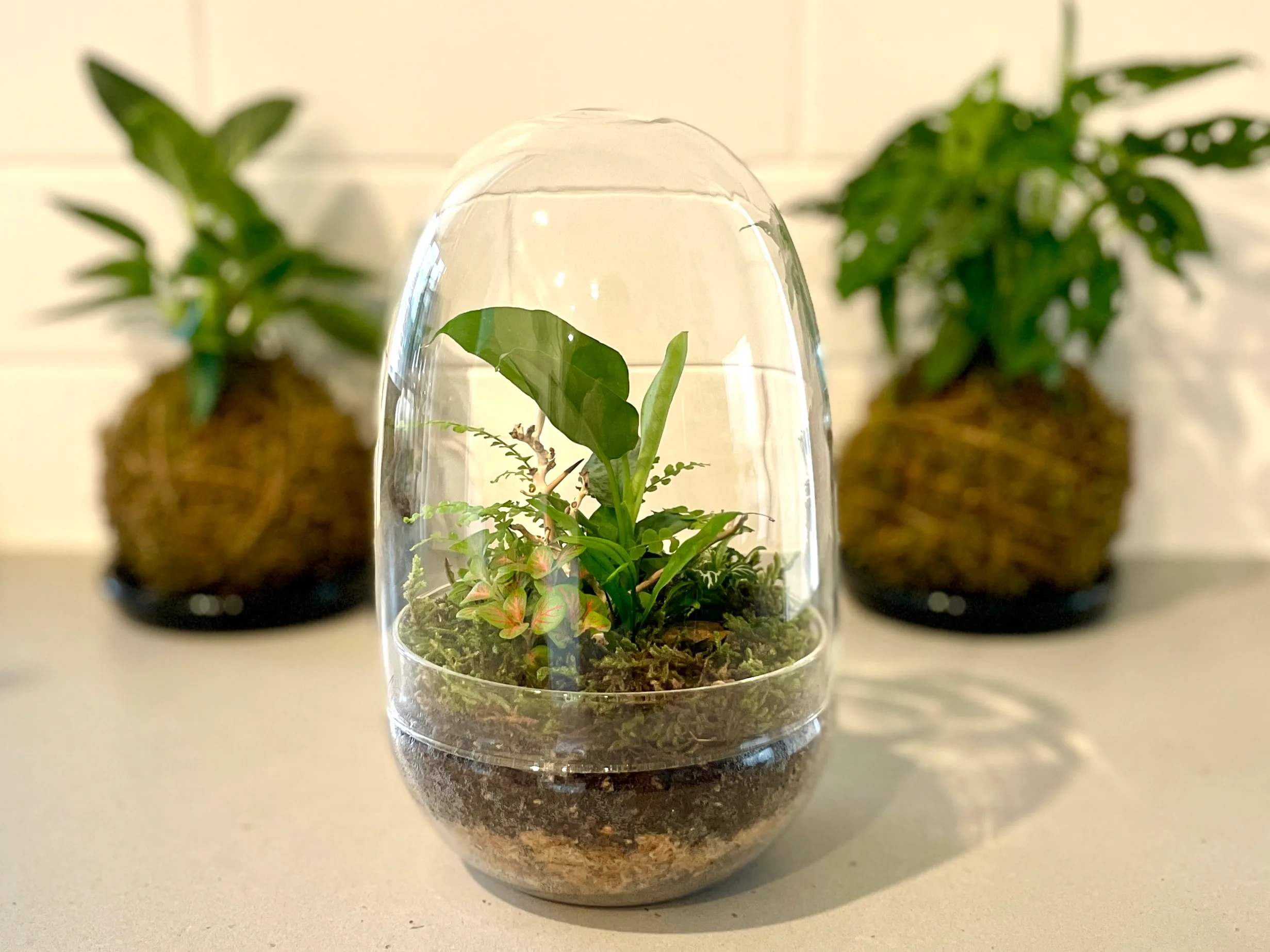 terrarium build guide