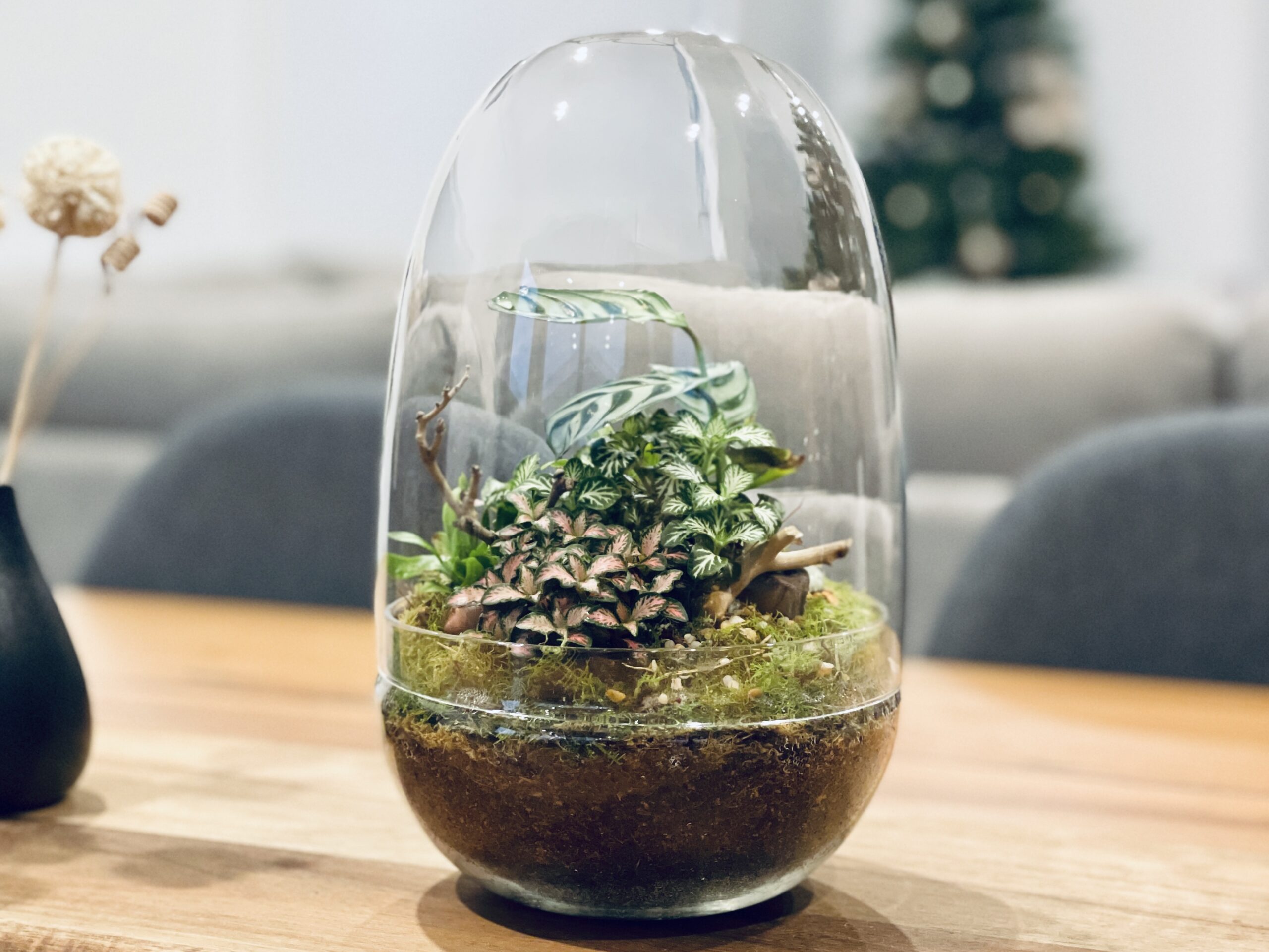 How to Build Your Own Terrarium: A Beginner’s Guide 🌿