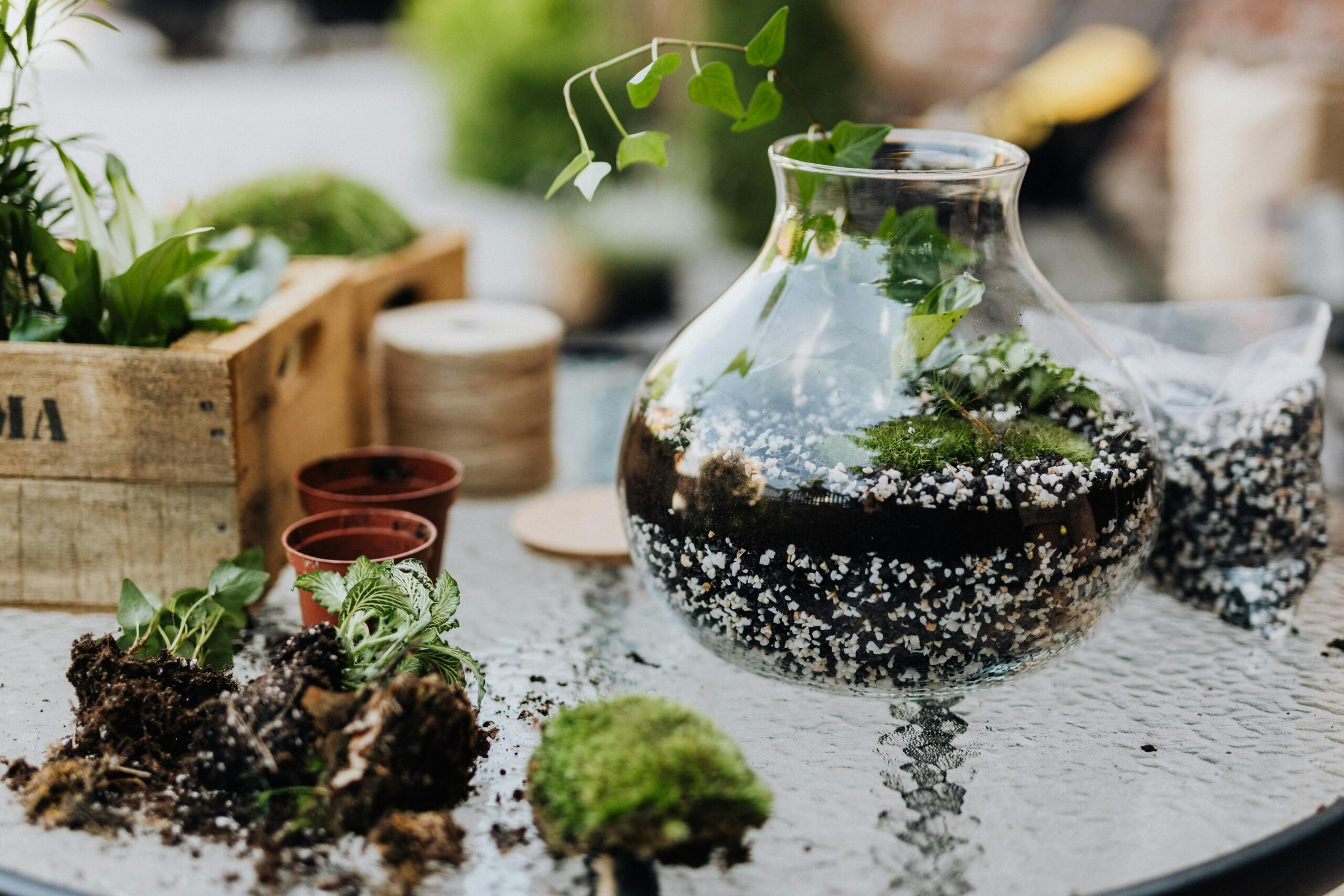 Terrarium on a glass table, being planted