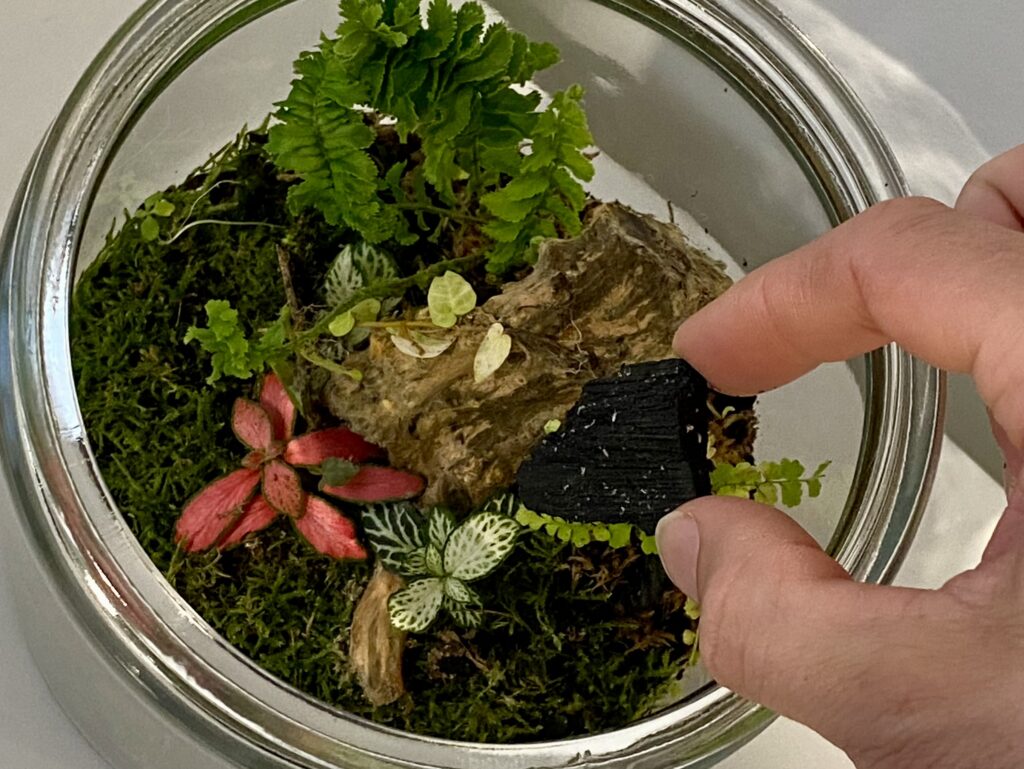 adding springtails to a terrarium