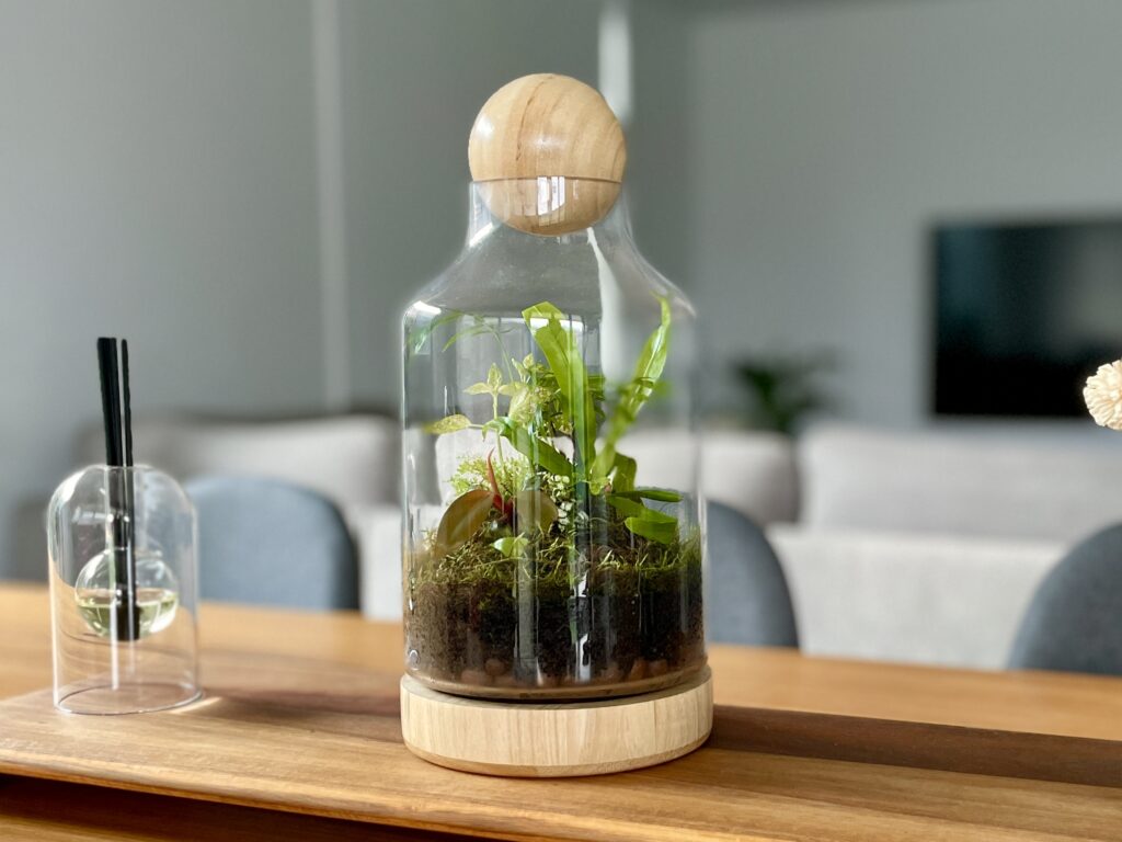 eko jungle diy terrarium kit with plants