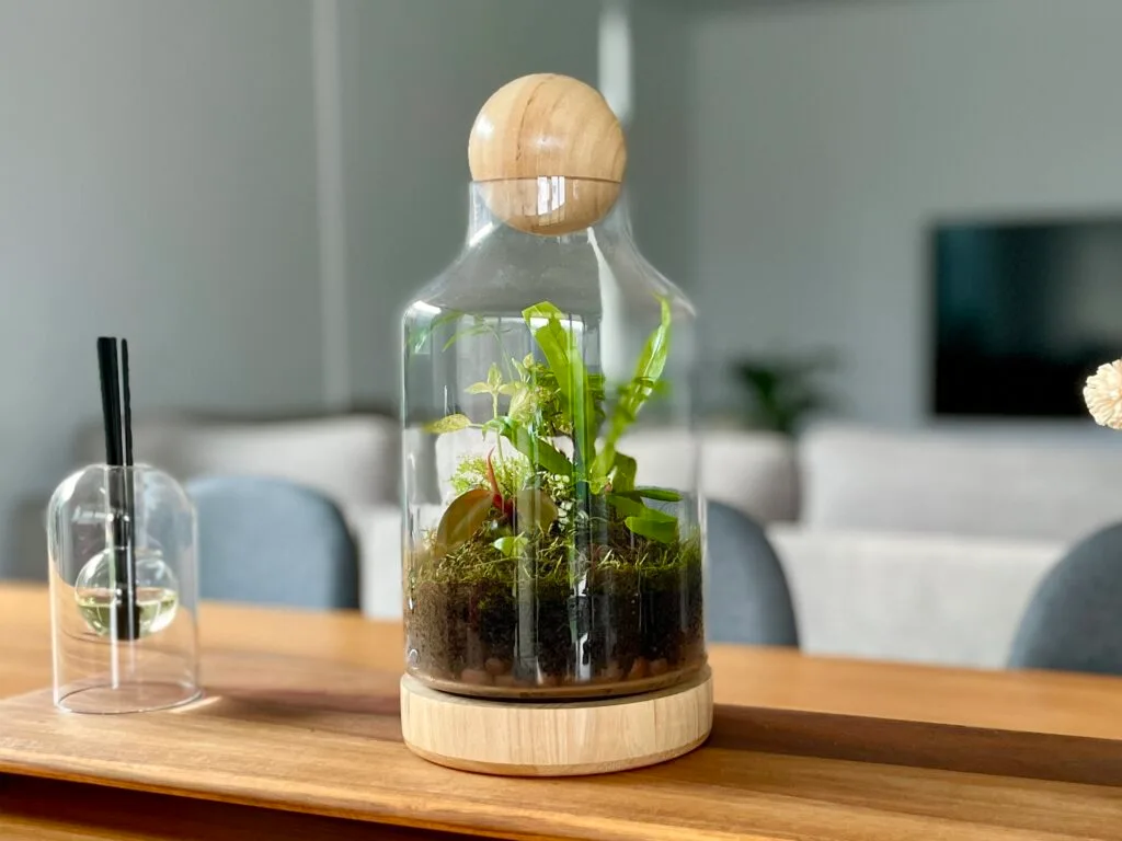 eko jungle diy terrarium kit with plants