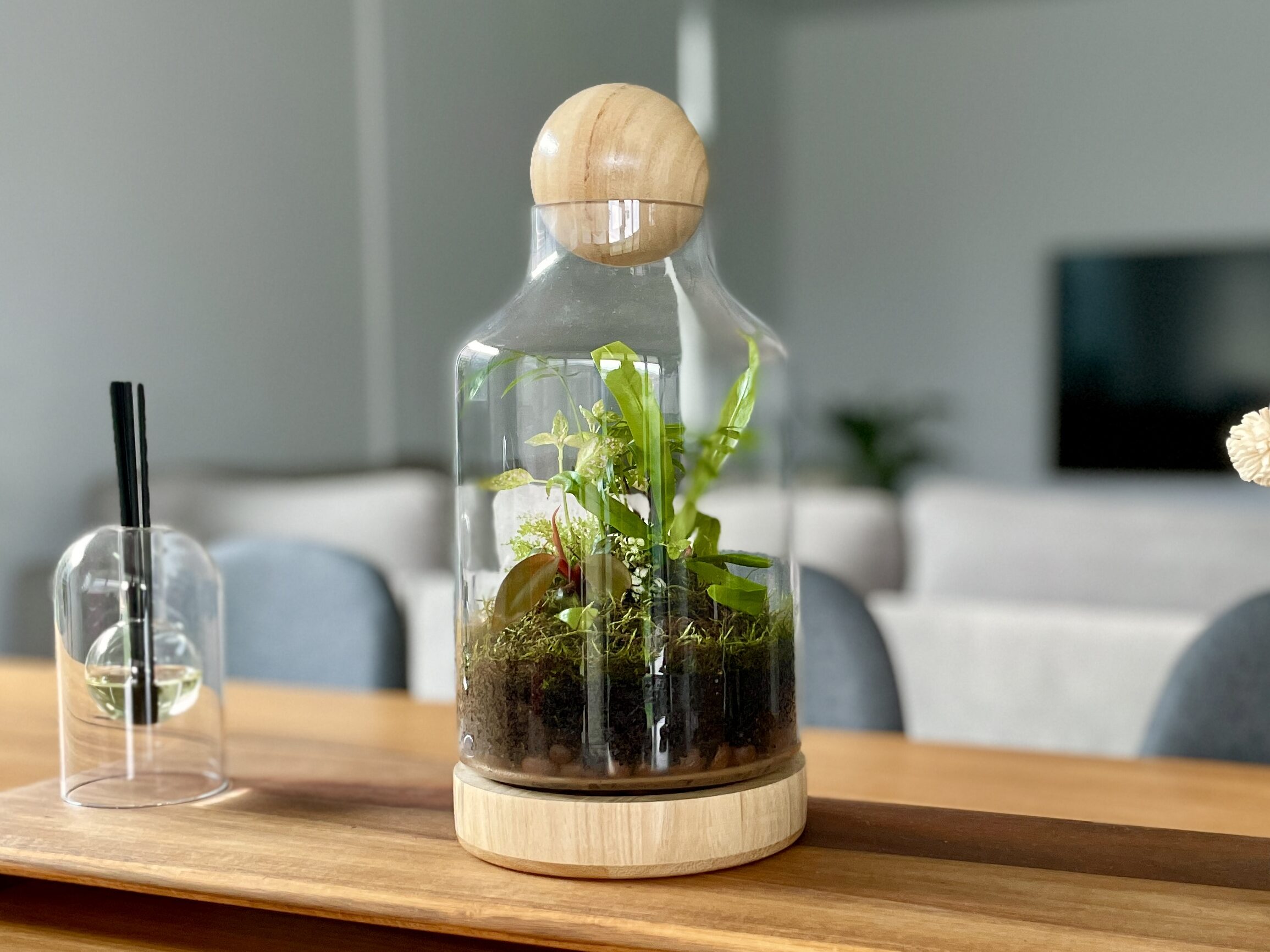 eko jungle diy terrarium kit with plants
