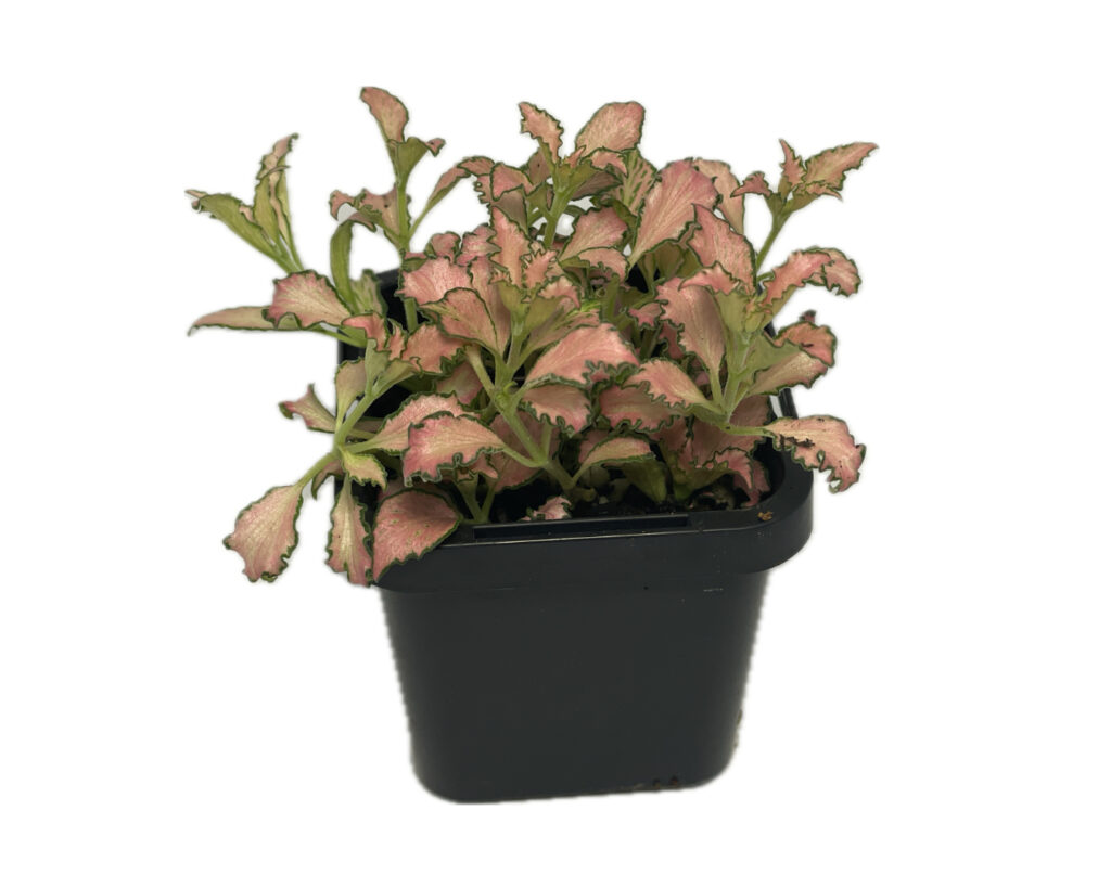 Fittonia pink snakeskin terrarium plant