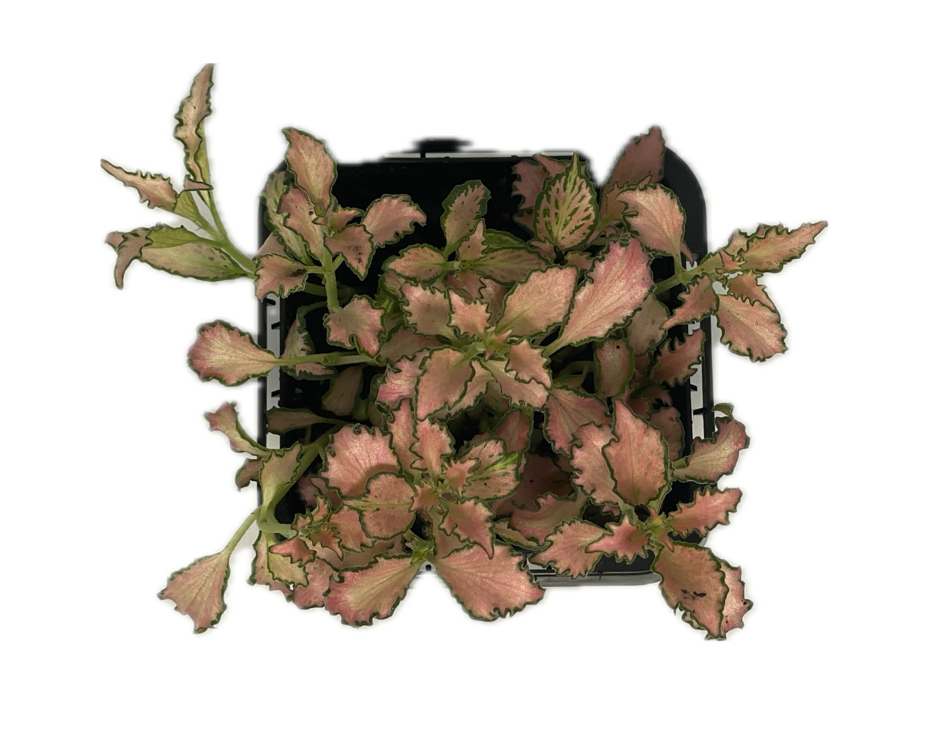 Fittonia pink snakeskin terrarium plant