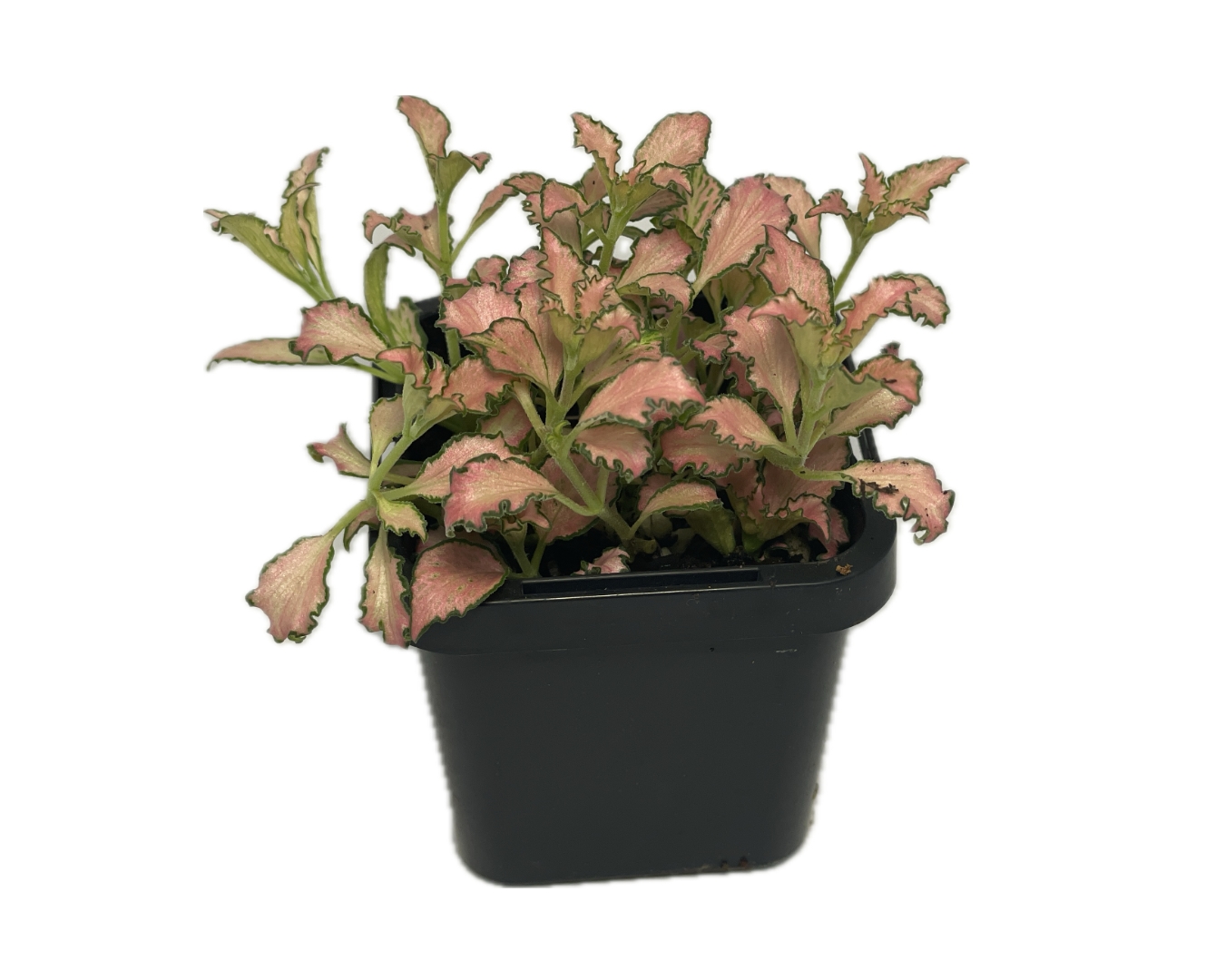 Fittonia pink snakeskin terrarium plant